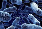 Bakterie způsobující borreliózu je unikátem v mikrobiální říši