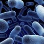 Bakterie způsobující borreliózu je unikátem v mikrobiální říši