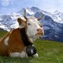 Kozy a krávy v roli „živé dezinfekce“ proti klíšťatům 