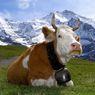Přenos klíšťové encefalitidy nepasterizovaným kravským mlékem v Maďarsku