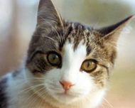 Členovci mohou přenášet nemoc z kočičího škrábnutí