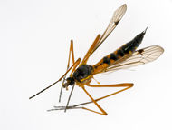 Nebezpečný posel Aedes aegypti