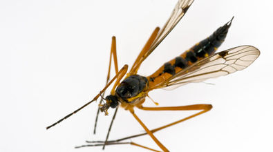 Nebezpečný posel Aedes aegypti