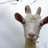 Sérologické vyšetření koz a ovcí může sloužit ke zmapování výskytu viru KE v dané oblasti