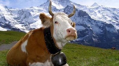 Kozy a krávy v roli „živé dezinfekce“ proti klíšťatům 