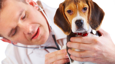 Zkušenosti veterináře - rozhovor první